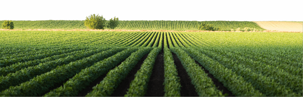 field of green 