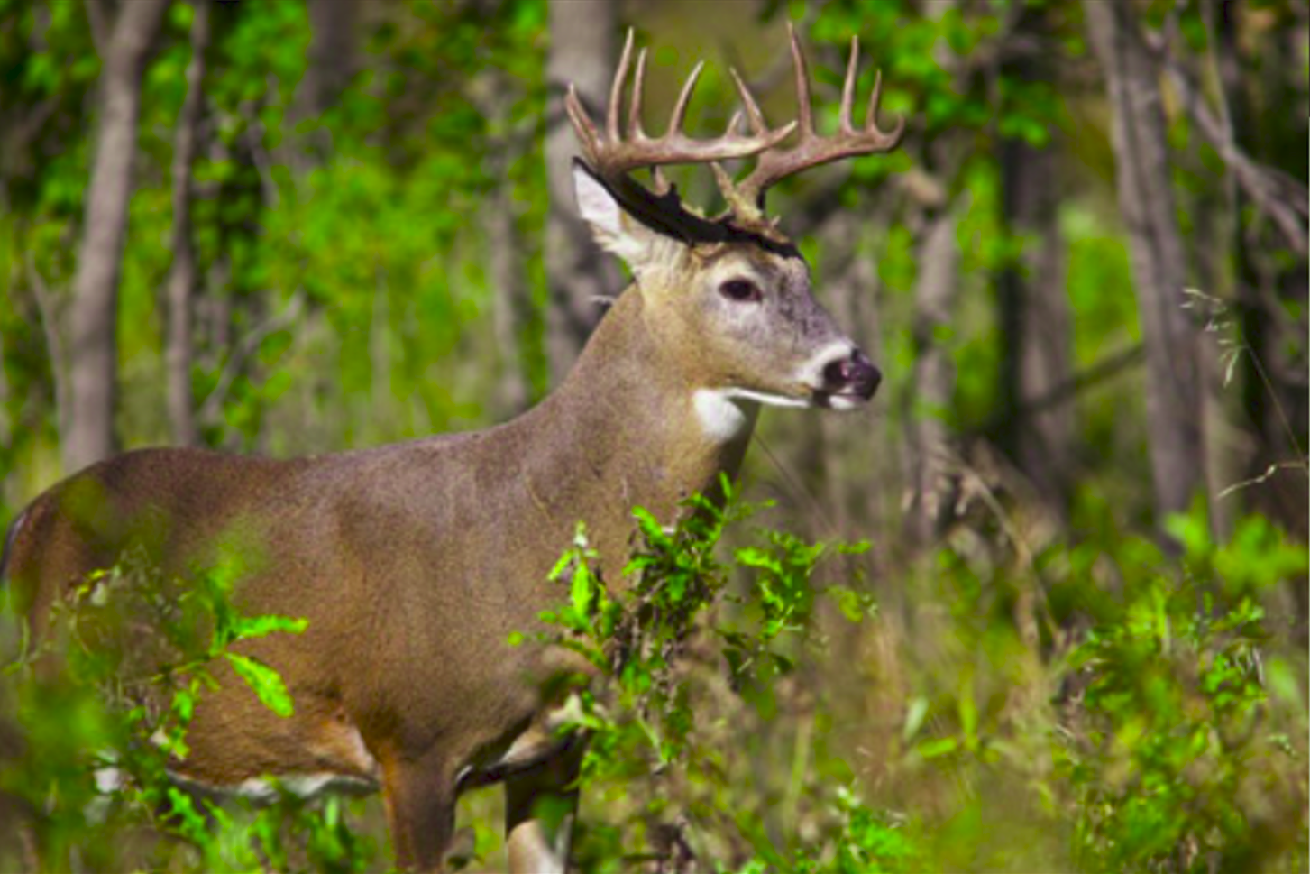 deer in forest